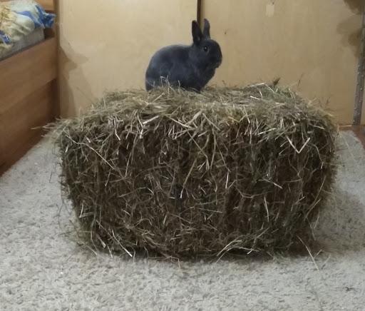 foin pour lapins