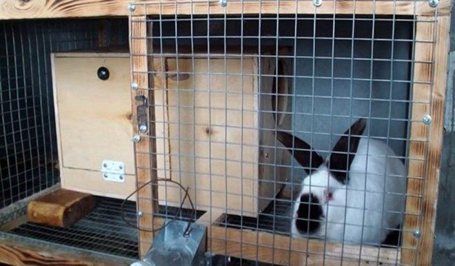 Dimensions et dessins d'une cellule reine pour lapins et comment le faire vous-même