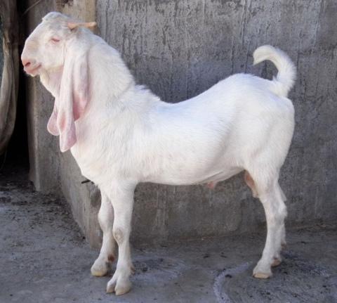 dê dê
