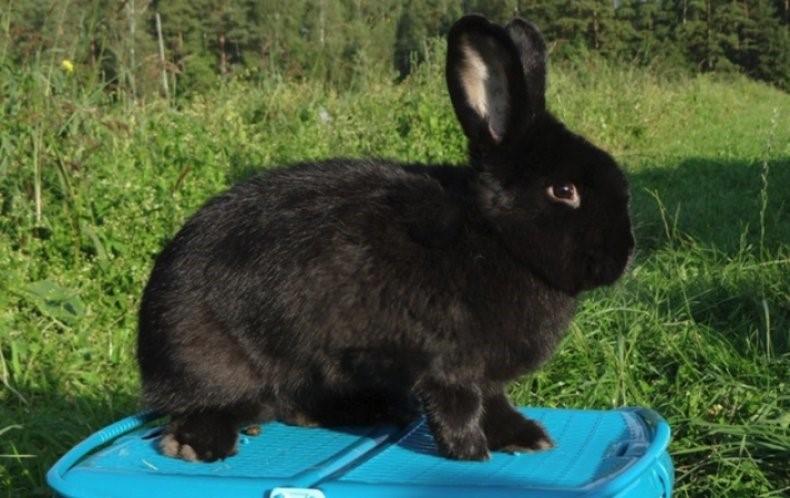 Čierny Nový Zéland
