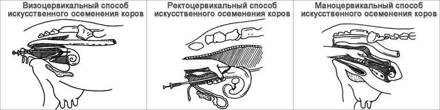 висока осеменяване на кравите