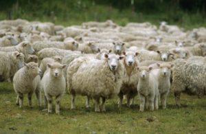 Leading countries in sheep breeding and where this industry is developed, where there are more livestock
