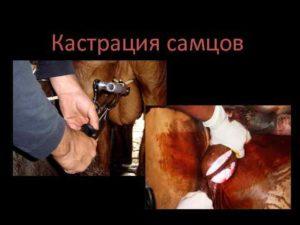 Top 4 ways to castrate bulls and at what age to carry out