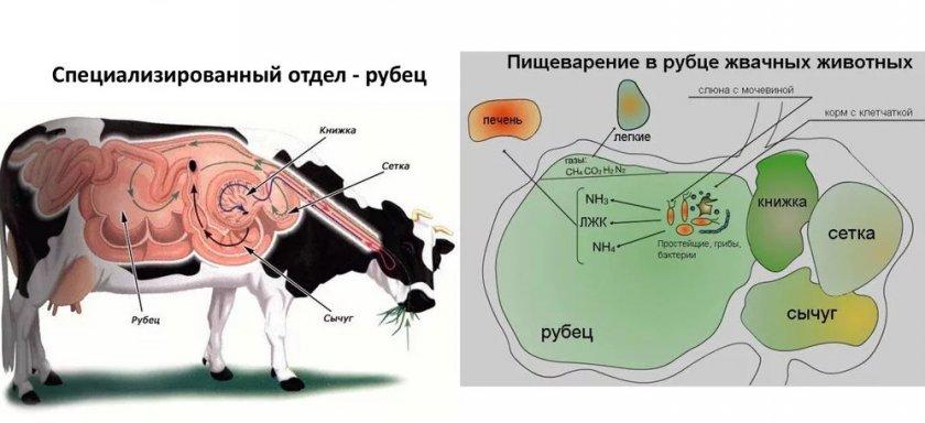 ατονία του προβεντοκίου