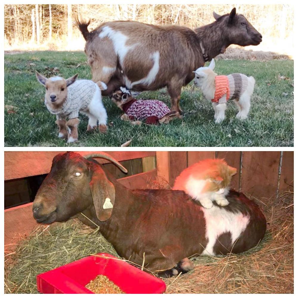 how to feed a goat after lambing