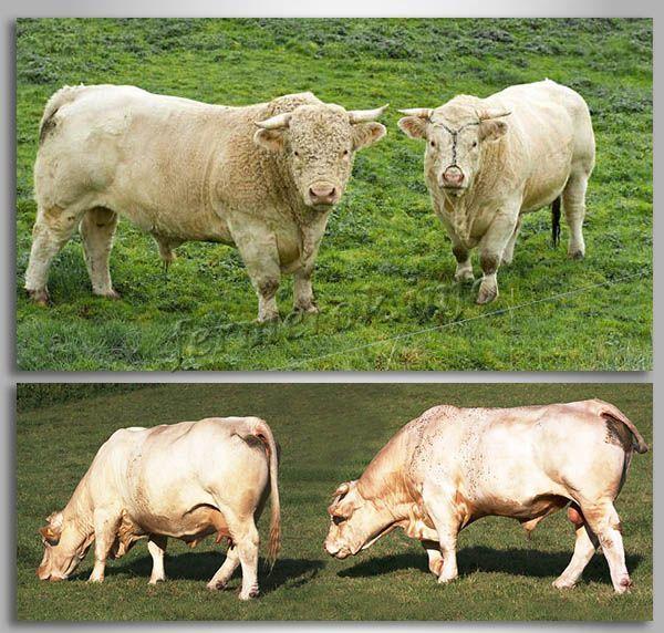 charolais breed