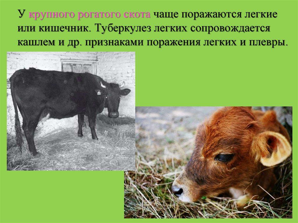 tuberculose bovina