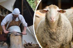 Top 4 ways to make sheep skin at home and instructions