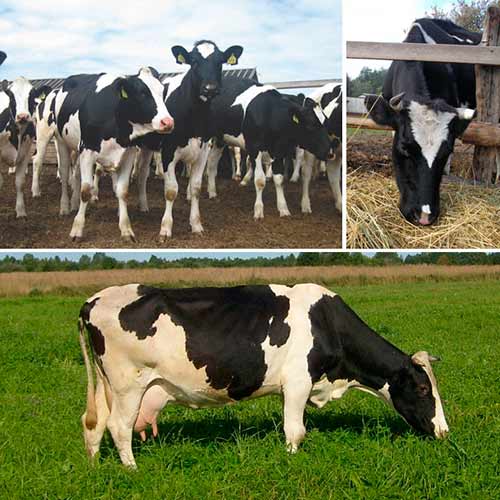 fattening cattle