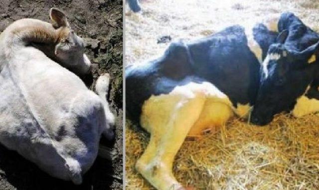 кравата има кърваво течение след отелване
