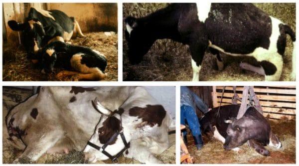 cow treatment