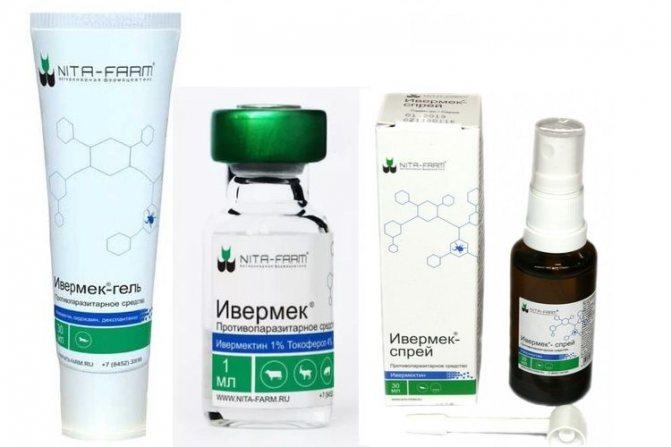 Δοσολογία και οδηγίες χρήσης του Ivermek για πρόβατα, όταν πρέπει να τρυπήσετε