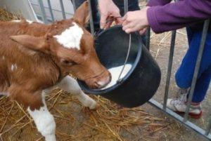 How to quickly train a calf to drink without a finger out of a bucket, the best methods and tips
