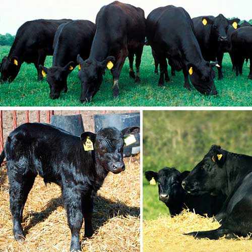 feeding cows