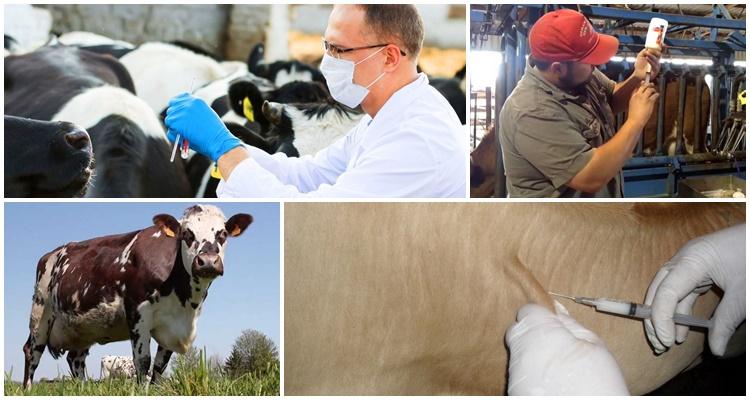cattle anthrax vaccination