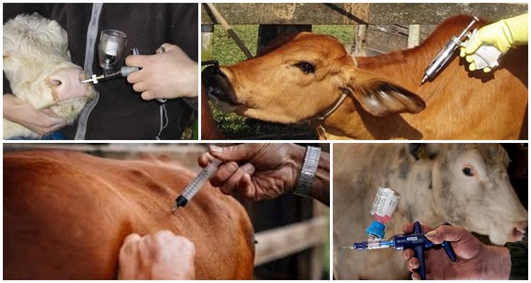 cattle anthrax vaccination