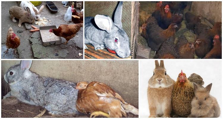 lapins et poulets