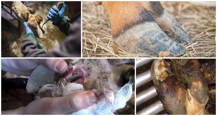 nécrobactériose des animaux