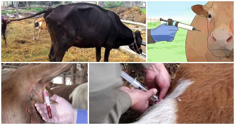 Sığırlarda babesiosisin enfeksiyon nedenleri ve semptomları, tedavi yöntemleri ve korunma