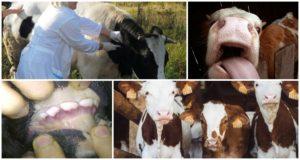 Symptoms and epizootology of cattle viral diarrhea, treatment instructions