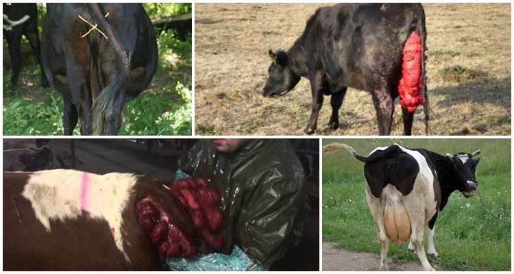 prolapsus de l'utérus chez une vache