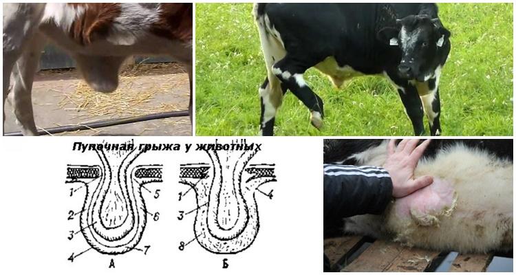 calf hernia