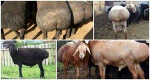 Description of fat-tailed sheep and how they appeared, top-5 breeds and their features