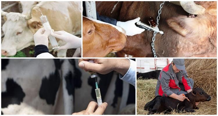 TRATAMENTO DE VACAS