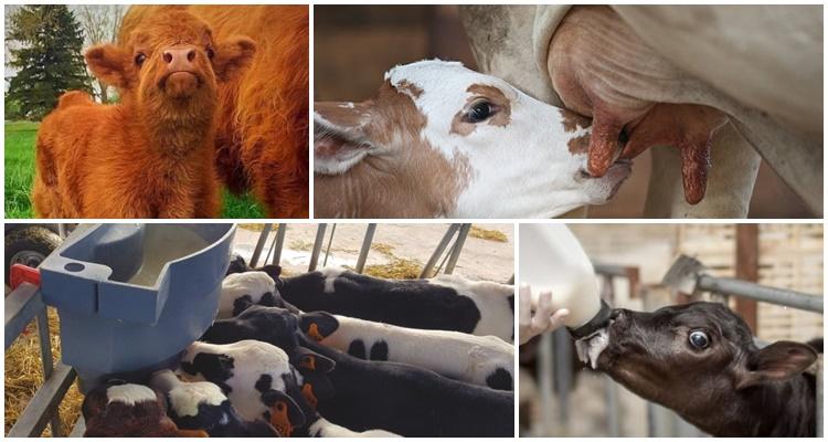 the calf does not drink milk