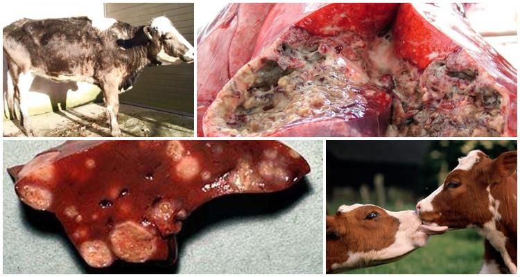 Sintomas e diagnóstico de tuberculose em bovinos, tratamento e vacinação