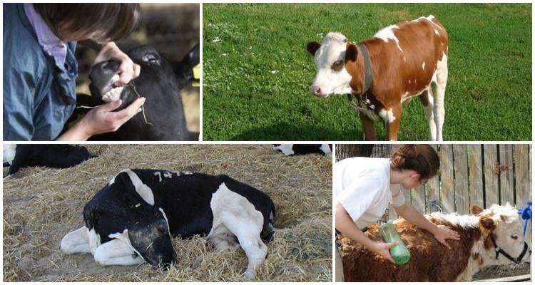 calf colic