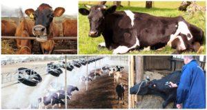 Por que uma vaca sua muito, causas e tratamentos