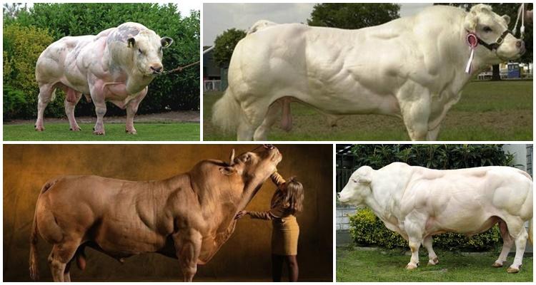 Belgian blue cow