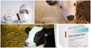 Instruções para hemoderivado desproteinizado de sangue de bezerro e análogos