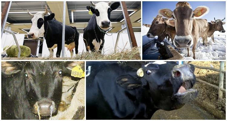 parainfluenza 3 cattle