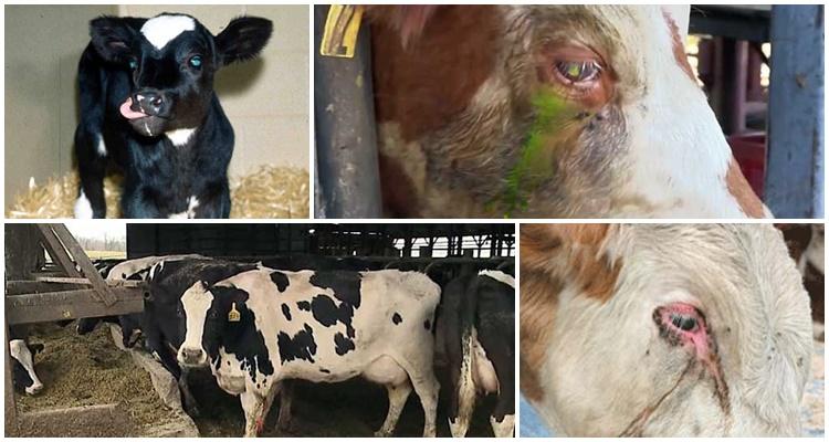 parainfluenza 3 cattle