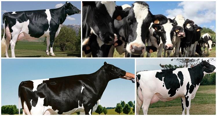 Holstein Friesian breed of cows