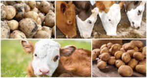 Dar ou não batata crua a uma vaca, os benefícios e malefícios e como alimentar