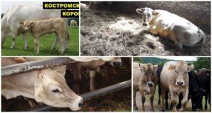 Popis a charakteristika plemene krav Kostroma, podmínky zadržení