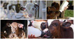 Duration of the milk period for raising calves and diet