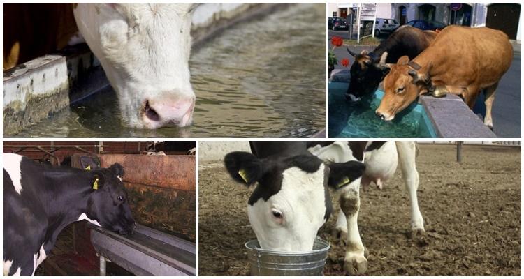 la vache boit de l'eau