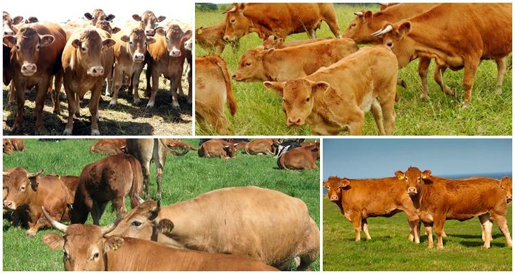 many cows