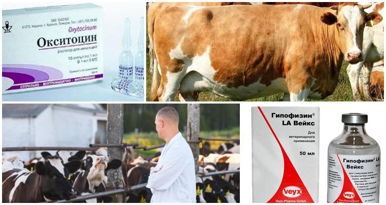 Gebrauchsanweisung für Kühe Oxytocin, Dosierungen für Tiere und Analoga
