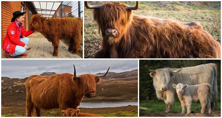 mucca scozzese