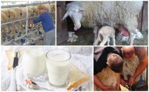 Kolik mléka dává ovce denně a jeho výhody a poškození, která plemena nemohou být dojena