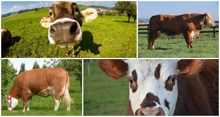 many cows