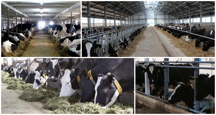 keeping cows