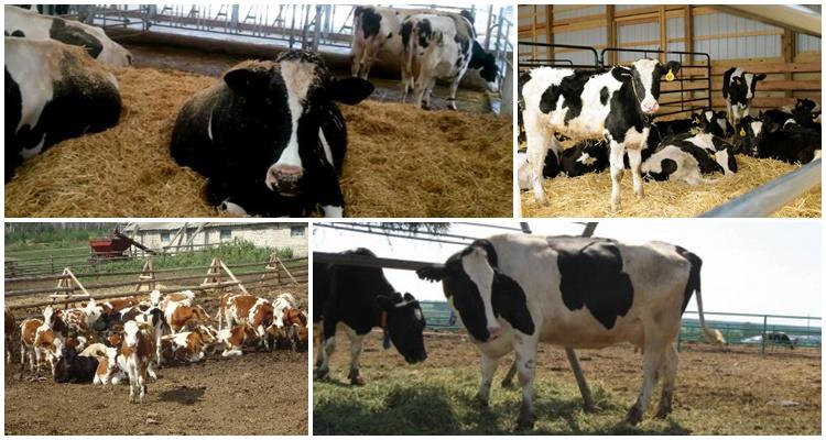 muchas vacas