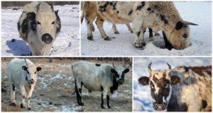 Description and characteristics of the breed of Yakut cows, the rules for their maintenance