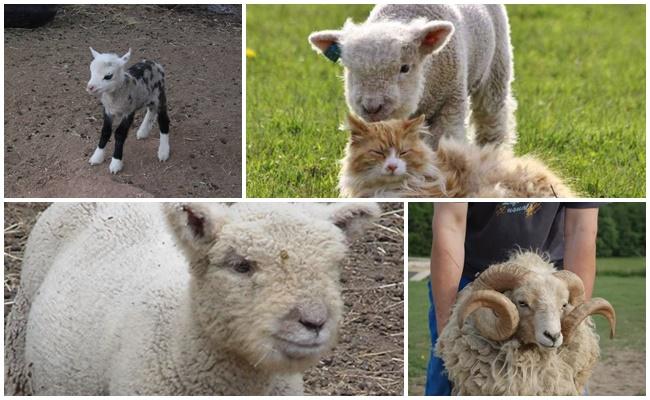 dwarf sheep